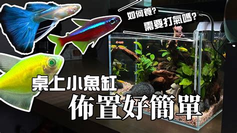 家裡可以養魚嗎|新手必看：5種易養魚種